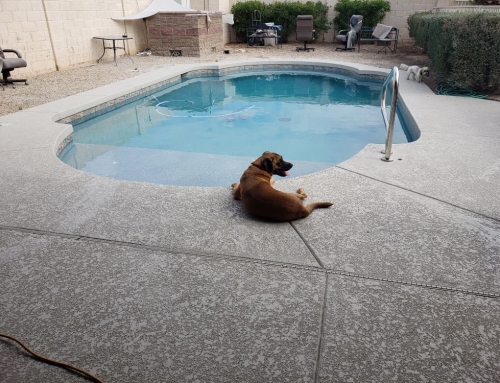 How did your backyard handle the Summer?